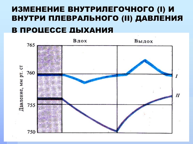 ИЗМЕНЕНИЕ ВНУТРИЛЕГОЧНОГО (I) И ВНУТРИ ПЛЕВРАЛЬНОГО (II) ДАВЛЕНИЯ В ПРОЦЕССЕ ДЫХАНИЯ